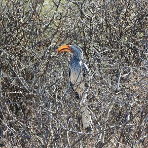 Bird Namibia