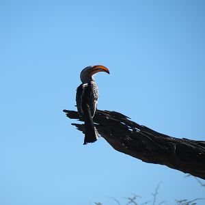 Bird Namibia