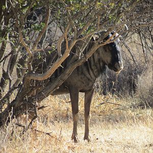 Blue Wildebeest Namibia