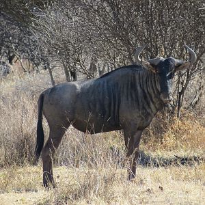 Blue Wildebeest Namibia