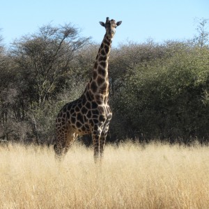 Giraffe Namibia