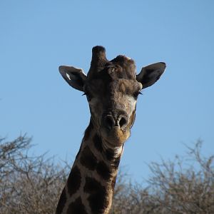 Giraffe Namibia