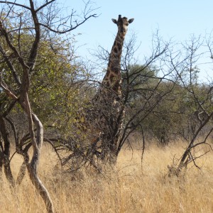 Giraffe Namibia