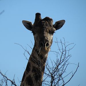 Giraffe Namibia