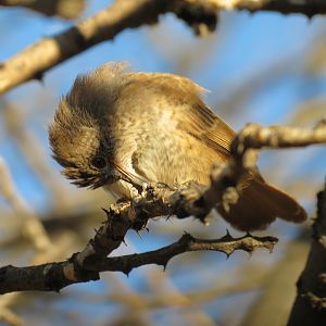 Bird Namibia