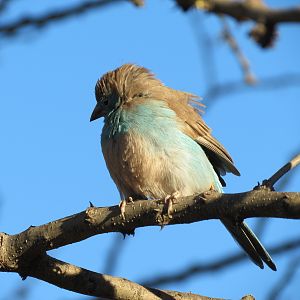 Bird Namibia