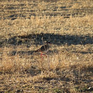 Bird Namibia