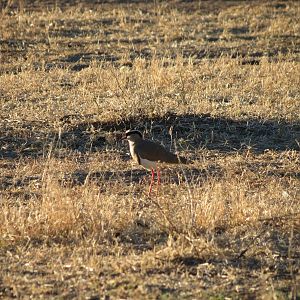 Bird Namibia