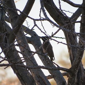 Bird Namibia