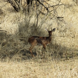 Steenbok Namibia