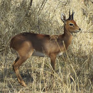 Steenbok Namibia