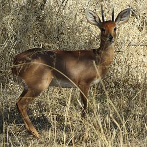 Steenbok Namibia