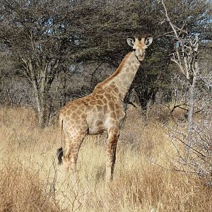 Giraffe Namibia