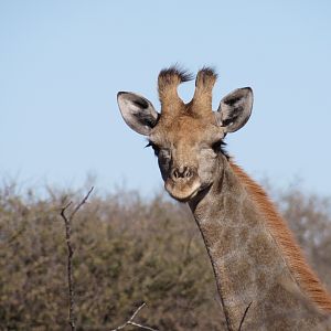 Giraffe Namibia