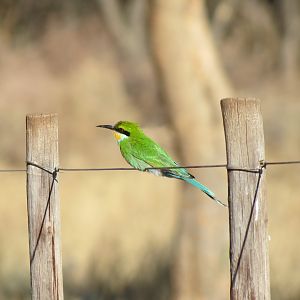 Bird Namibia