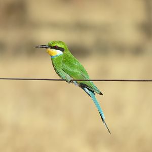 Bird Namibia