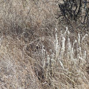 Ostrich on nest Namibia