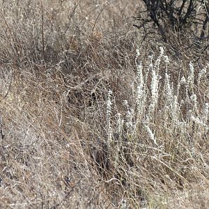 Ostrich on nest Namibia