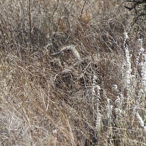 Ostrich on nest Namibia