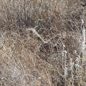 Ostrich on nest Namibia