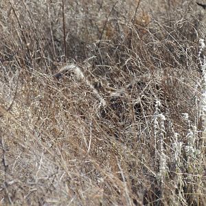 Ostrich on nest Namibia