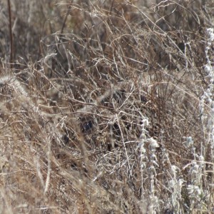 Ostrich on nest Namibia