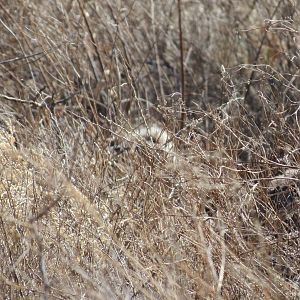 Ostrich on nest Namibia