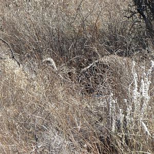 Ostrich on nest Namibia