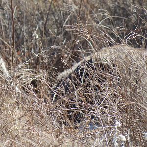 Ostrich on nest Namibia