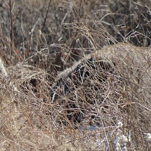 Ostrich on nest Namibia