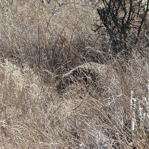 Ostrich on nest Namibia