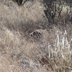 Ostrich on nest Namibia