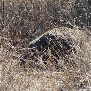 Ostrich on nest Namibia