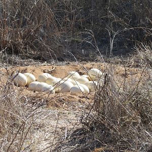 Ostrich nest Namibia