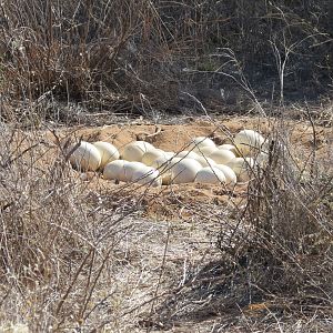 Ostrich nest Namibia