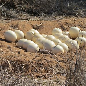 Ostrich nest Namibia