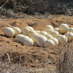 Ostrich nest Namibia