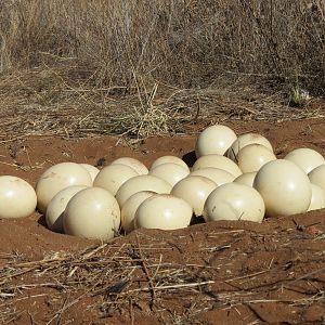 Ostrich nest Namibia