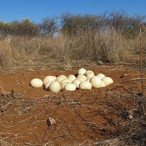 Ostrich nest Namibia