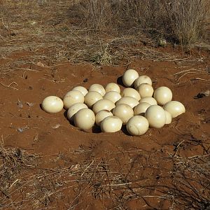 Ostrich nest Namibia