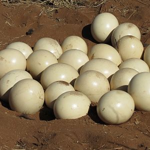 Ostrich nest Namibia