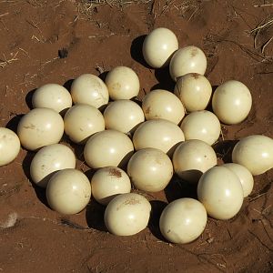 Ostrich nest Namibia