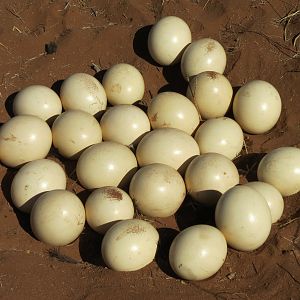 Ostrich nest Namibia