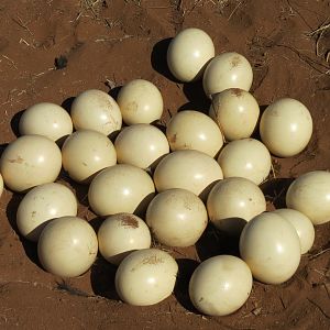 Ostrich nest Namibia