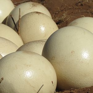 Ostrich nest Namibia