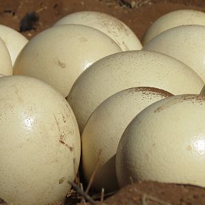 Ostrich nest Namibia