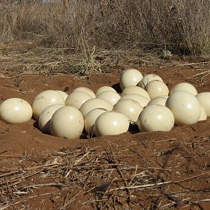 Ostrich nest Namibia