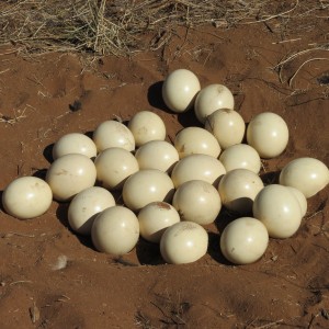 Ostrich nest Namibia