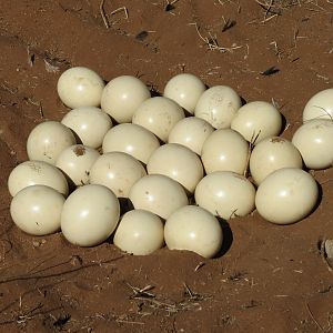 Ostrich nest Namibia