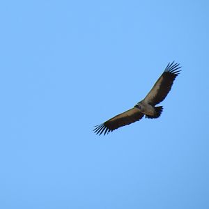 Vulture Namibia